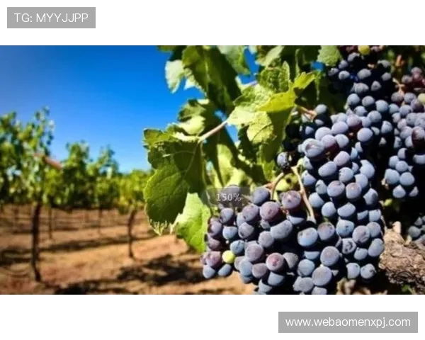 新葡萄娱乐城登录入口官方推荐,解决玩家登录难题,提供稳定安全的入口链接确保顺畅游戏体验 新葡萄娱乐城登录入口官方推荐,解决玩家登录难题,提供稳定安全的入口链接确保顺畅游戏体验